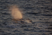 View in real size!